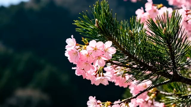  粉色樱花枝特写511#横屏 	 - 