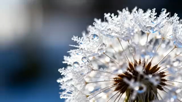  冬日蒲公英结冰特写423#横屏 	 