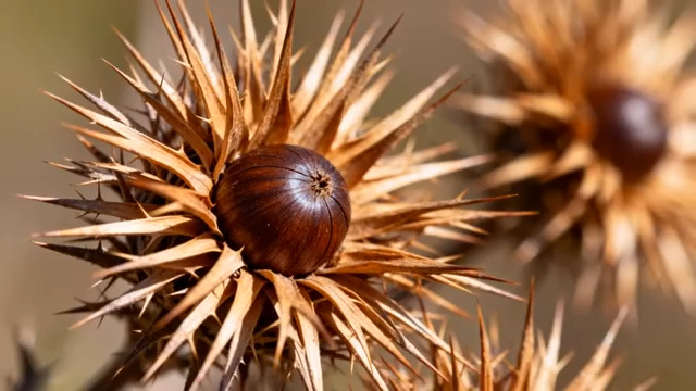  带刺的栗子特写367#横屏 	 