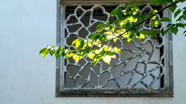  窗棂上的绿叶光影343#横屏 	 