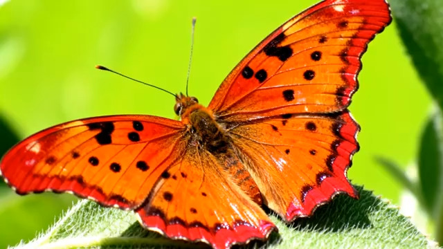  橙色蝴蝶停驻绿叶291#横屏 	 