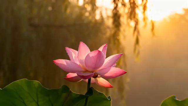  晨光中的荷花绽放193#横屏 	 