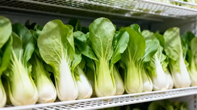  超市货架上的新鲜小白菜147#横屏 	 