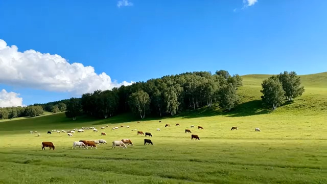  草原牧场牛羊群129#横屏 	 