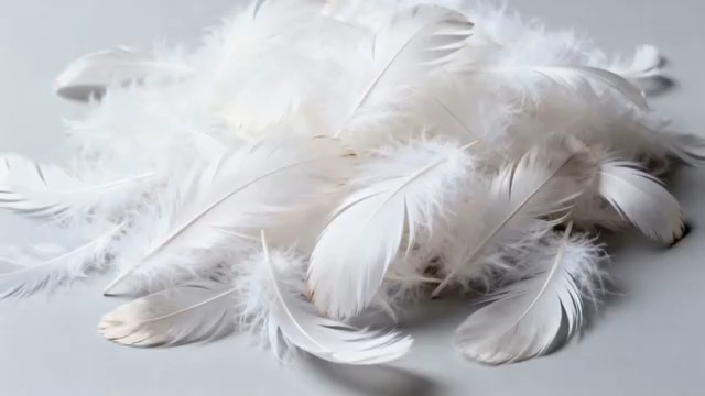  白色羽毛飘落特写36#横屏 	 