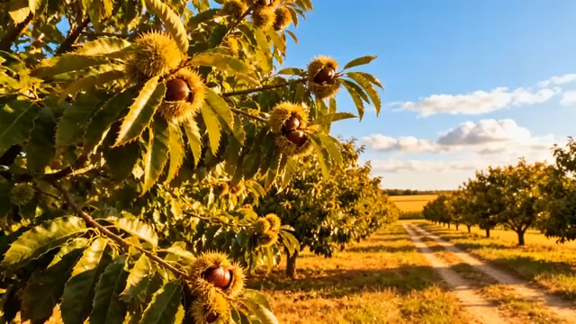  板栗园丰收景象40#横屏 	 