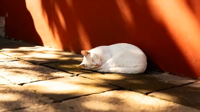  白猫红墙下晒太阳27#横屏 	 