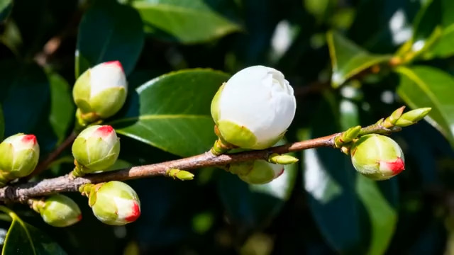  白茶花绽放特写19#横屏 	 