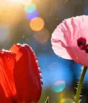  阳光下带水珠的红色和粉色花朵994#横屏 	 - 