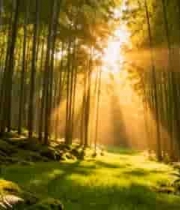  阳光照耀下的竹林风光1476#横屏 	 -