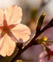  阳光下绽放的单朵樱花490#横屏 	 