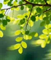  阳光下的翠绿树叶2612#横屏 	 -