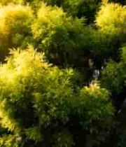  阳光照耀下的茂密绿树1554#横屏 	 