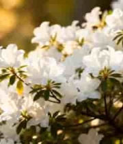  阳光下盛开的白色杜鹃花2032#横屏 	 - 