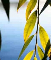  阳光下垂柳树叶特写163#横屏 	 