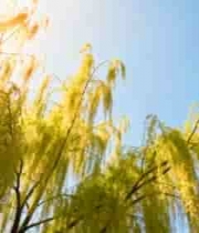  阳光下的垂柳与蓝天景象1984#横屏 	 