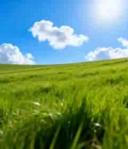  阳光下的绿色草地与蓝天3006#横屏 	 