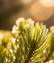  阳光下的松树叶特写717#横屏 	 - 