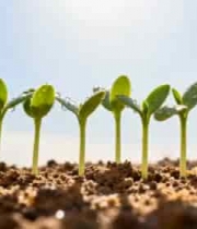  阳光下带水珠的幼苗特写181#横屏 	 -