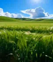  阳光下的绿色麦田风光515#横屏 	 