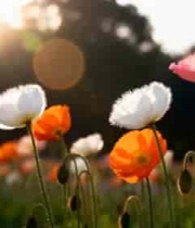  阳光下多彩花朵特写2003#横屏 	 