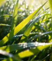  阳光下带露珠的绿色草地686#横屏 	 