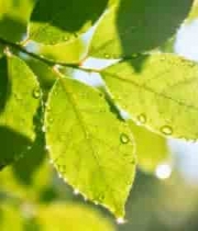  阳光下带水珠的绿色树叶657#横屏 	 - 
