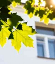  阳光透过树叶照向白色建筑2621#横屏 	 -