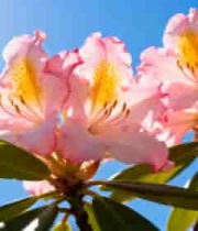  阳光下盛开的粉色花朵37#横屏 	 - 