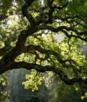  阳光照耀下的森林树木景观(1)702#横屏 	 