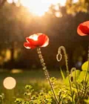  阳光下绽放的红色花朵2772#横屏 	 