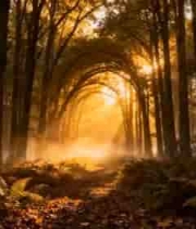  阳光照耀下的森林景象2949#横屏 	 