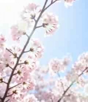  阳光下绽放的粉色樱花2297#横屏 	 - 