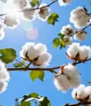  阳光下盛开的棉花植株863#横屏 	 