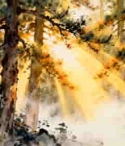  阳光穿透树林的自然景观2488#横屏 	 