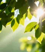  阳光穿透绿叶景象1961#横屏 	 