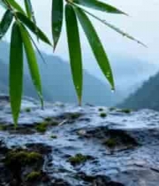  岩石上带水珠的竹叶与远山2759#横屏 	 -