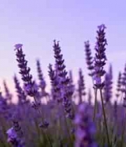  薰衣草花海特写2315#横屏 	 