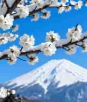  雪中盛开樱花与富士山风景2089#横屏 	 