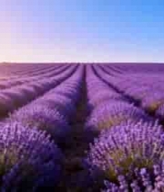  薰衣草田全景2991#横屏 	 