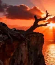  悬崖边枯树夕阳海景2530#横屏 	 