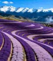  新疆薰衣草田与雪山风光1236#横屏 	 -