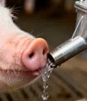  小猪养殖场饮水画面2932#横屏 	 - 