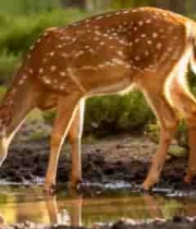  小鹿森林中低头饮水素材1910#横屏 	 - 