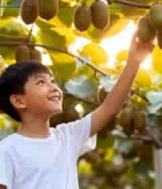  小男孩果园伸手摘猕猴桃1933#横屏 	 