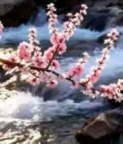  溪流旁绽放的粉色花枝2825#横屏 	 