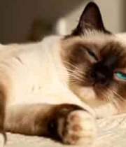  暹罗猫慵懒躺卧在毛毯上1946#横屏 	 