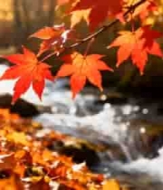  溪边红枫叶秋景319#横屏 	 