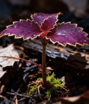 紫色植物特写353#横屏 