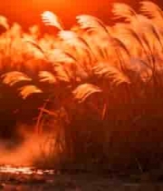  夕阳下随风摇曳的芦苇荡2520#横屏 	 